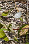 Coastalplain dawnflower